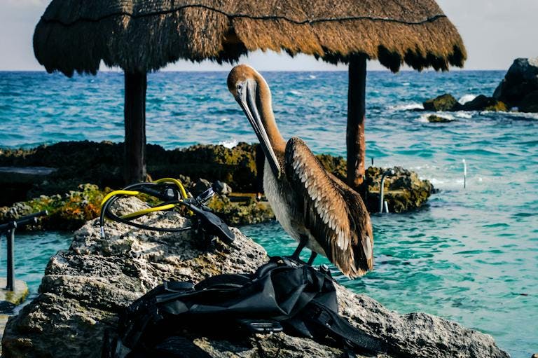 Pelican in Cancún, Mexico