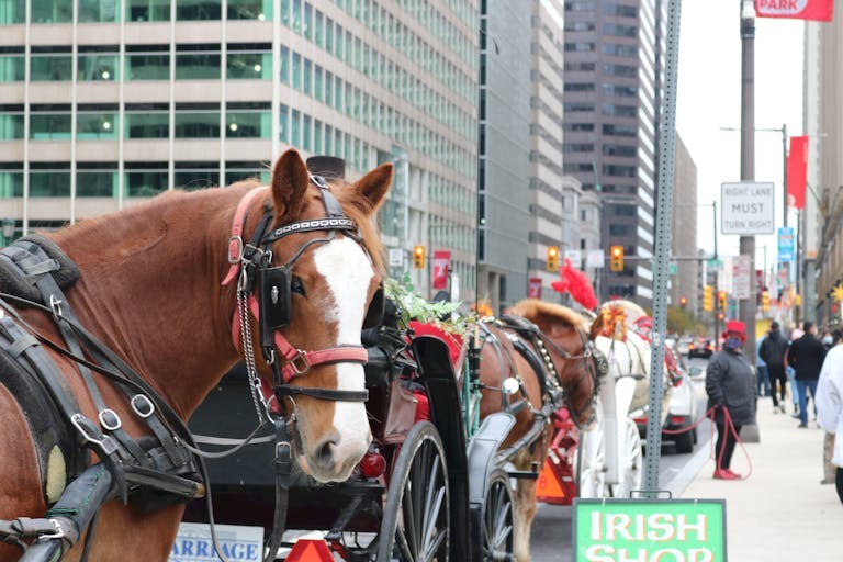 Horse-drawn Carriage Philadelphia