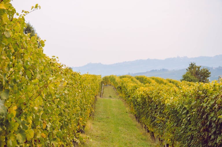 Vineyards in Barolo, Italy