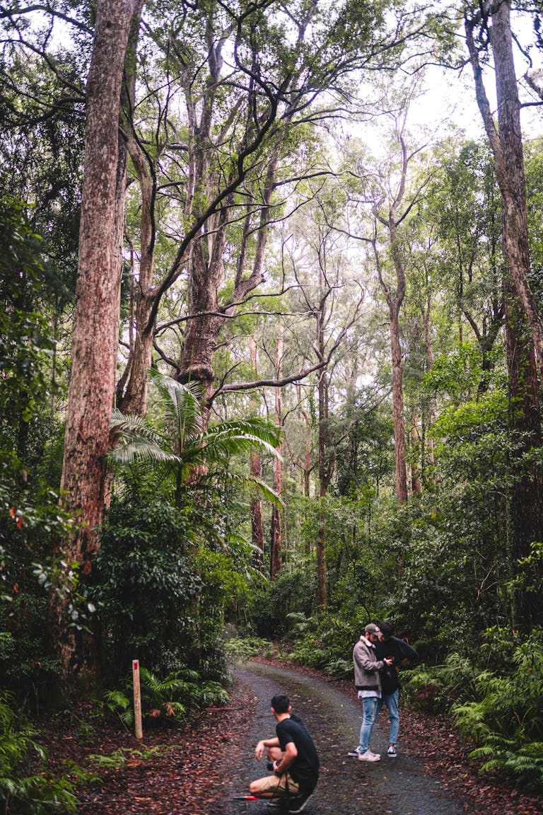 Forest walk in Gold Coast