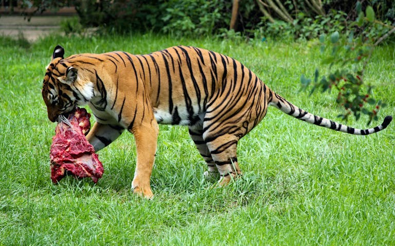 Tiger in Prague zoo