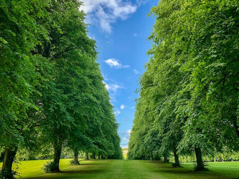 rows of trees at Stormont Estate in Belfast