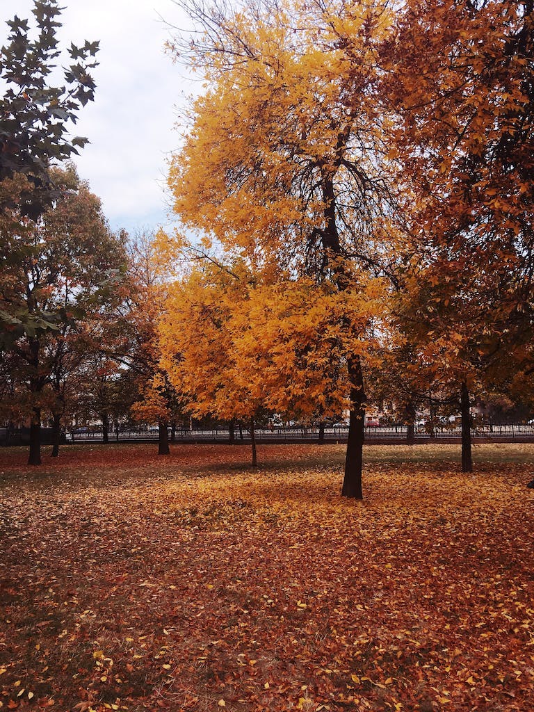 Fall in Bucharest