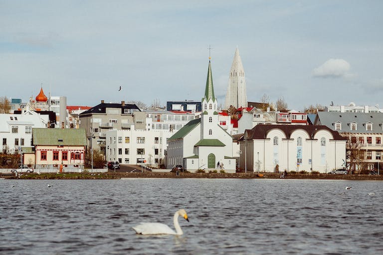 Swan in center of Reykjavík, Iceland