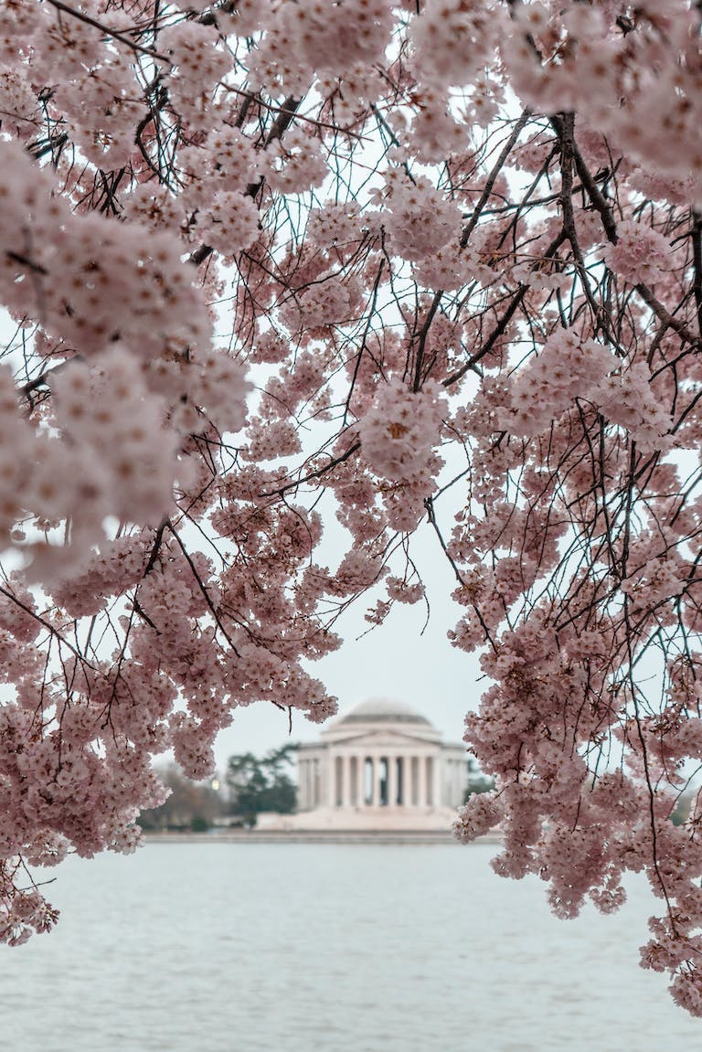 view of Jefferson Memorial through cherry blossoms