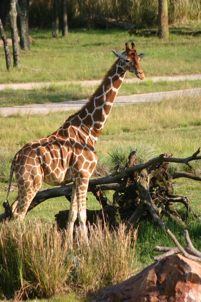 Zoo giraffe in Orlando
