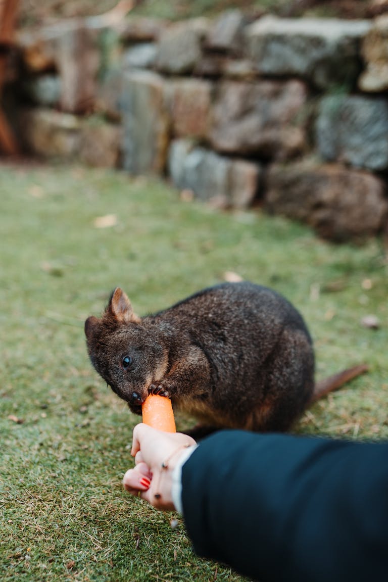 Feeding the animals in Hobart