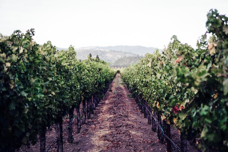 Napa Valley weekend trips from San Francisco