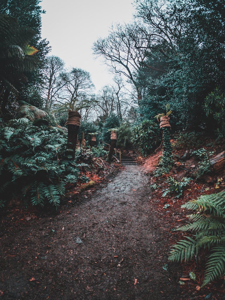 Forest walks in Birmingham, UK