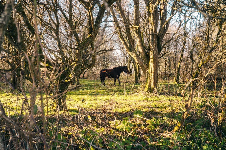 Horse pasture in Brighton
