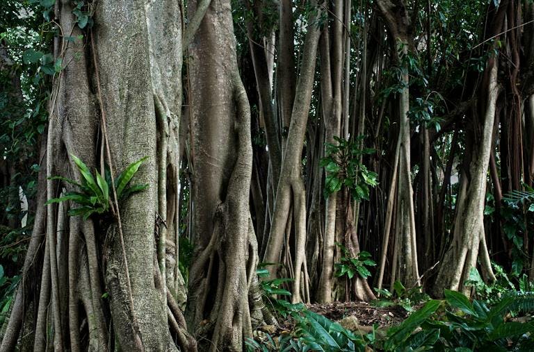 Rubber trees, Cairns, Australia