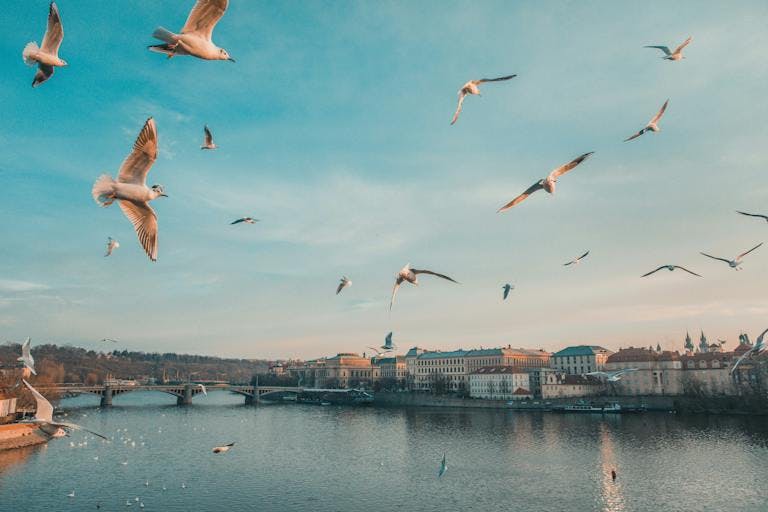 birds over Vltava River
